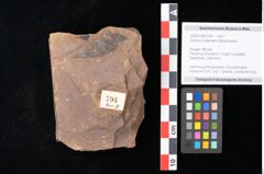 Foto (Objekt + Etikett) von Quercus palaeoilex Ettingshausen (NHMW-GEO-2024-0188-0794)